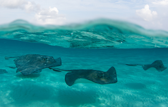 stingray