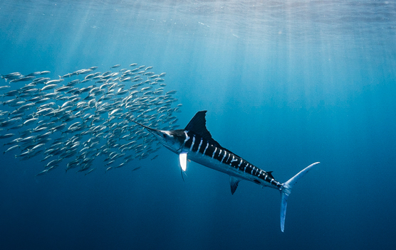 striped marlin