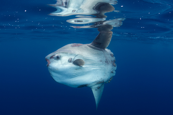 a sunfish