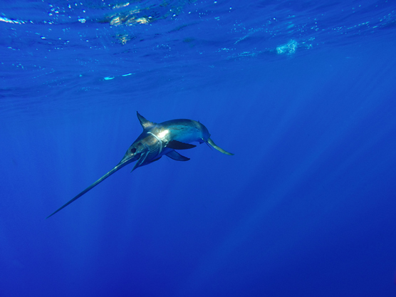 swordfish