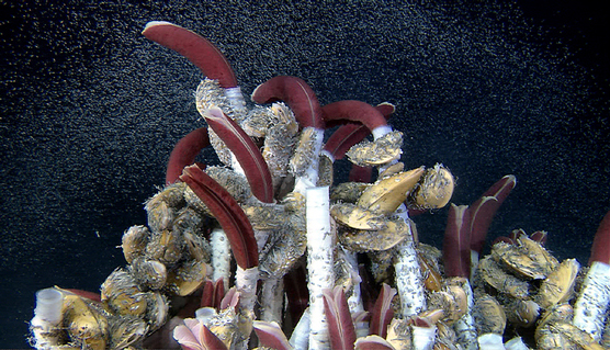 tube worms