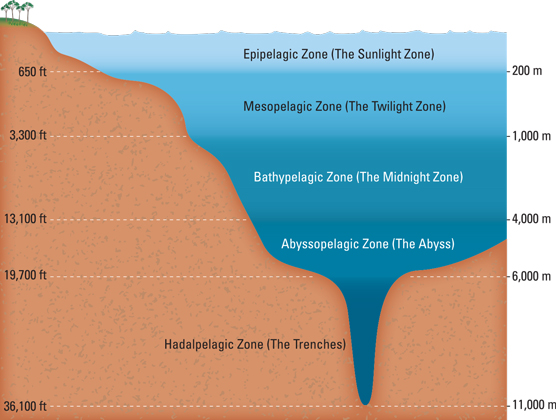 The 5 Vertical Zones Of Ocean S