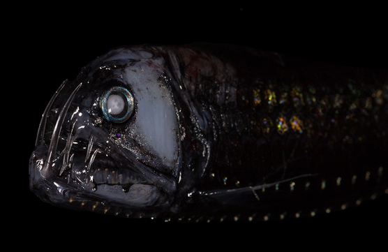 viperfish