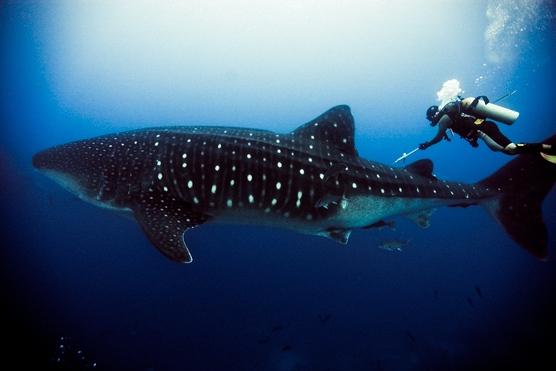 whale shark