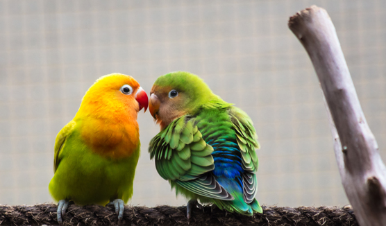 2 colorful parakeets