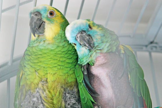 adopted rescue parrot pair