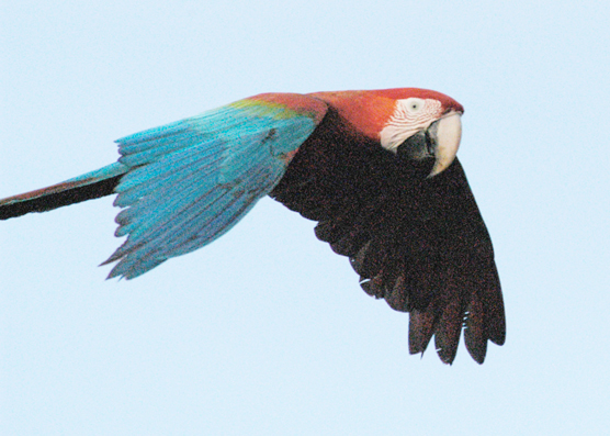 flying parrot