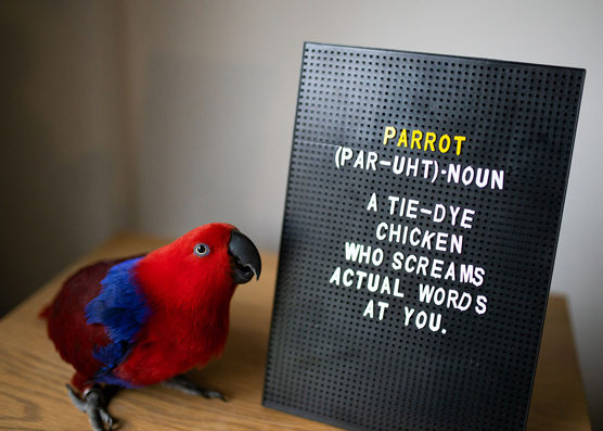 parrot with funny sign