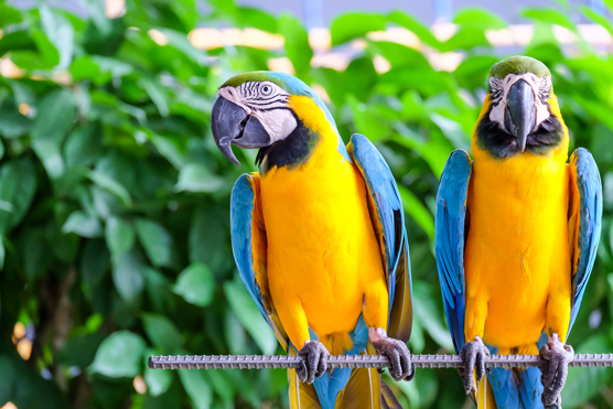 parrots