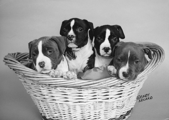 Pit Bull puppies