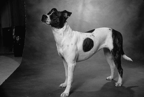 Pit Bulls have rough history