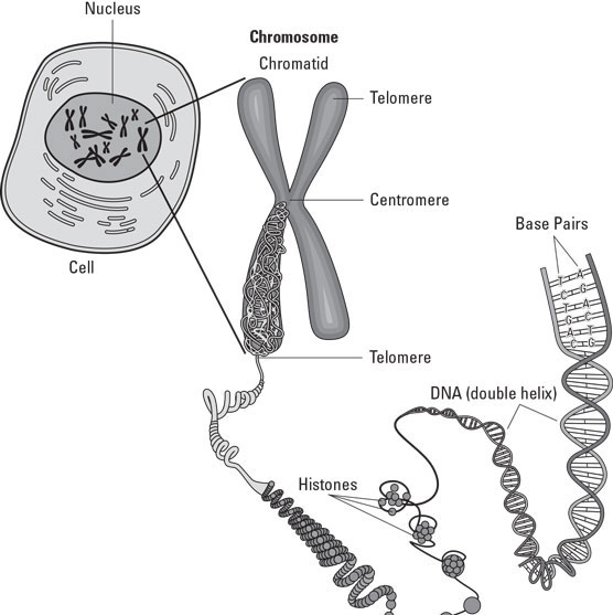 Diagram of a chromosome.
