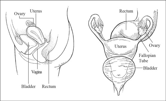  female reproductive organs