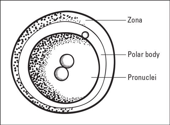 A 2PN (pronuclear) embryo.