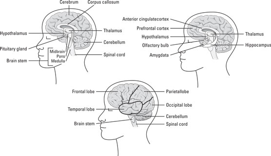 The lobes of the cerebral cortex.