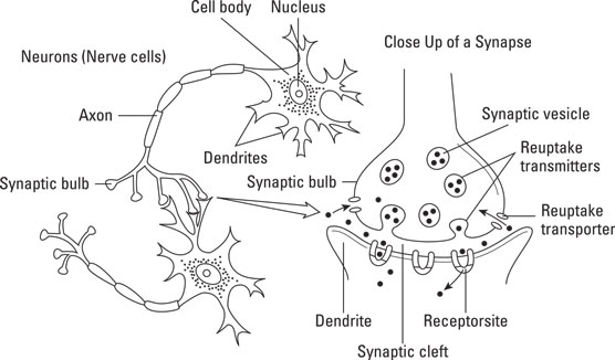 Neuron and synapse.