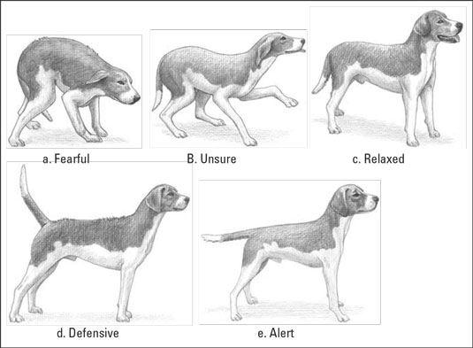 puppy postures