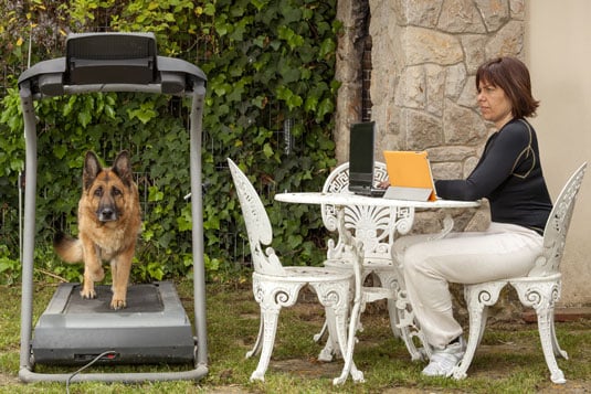 treadmills for dogs