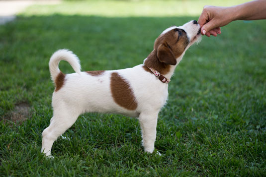A Puppy Training Myth - Brooks Legacy Labradors