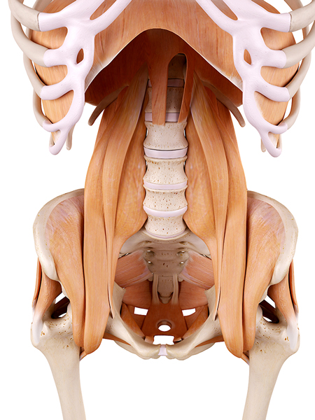 Anatomy of the hip flexors
