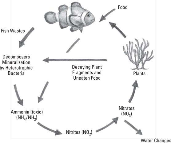 Basic Saltwater Aquarium Maintenance