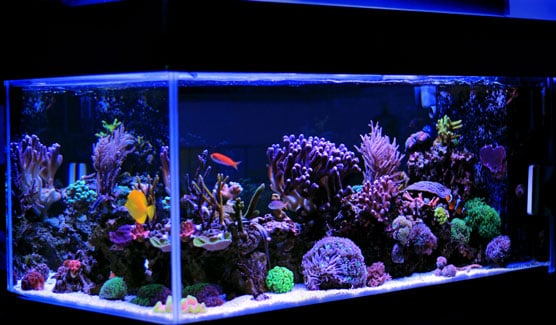 saltwater tank to freshwater