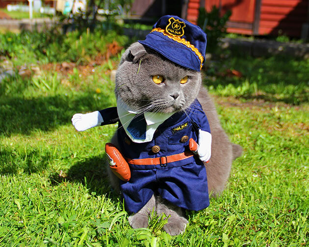 Cat with a police officer costume