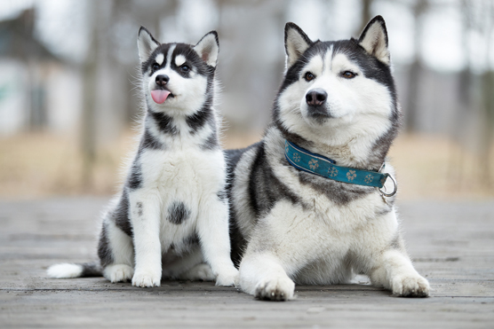 Siberian huskies