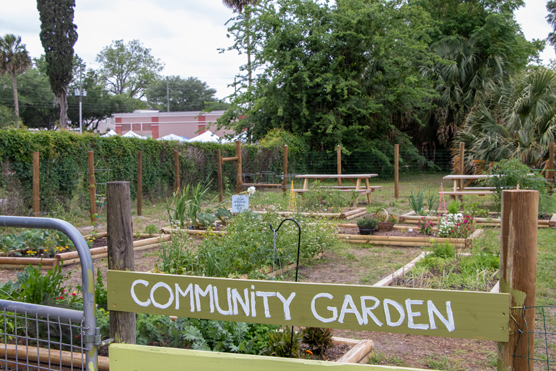 Garden at a community garden.