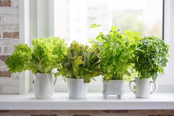 Create a windowsill herb garden.