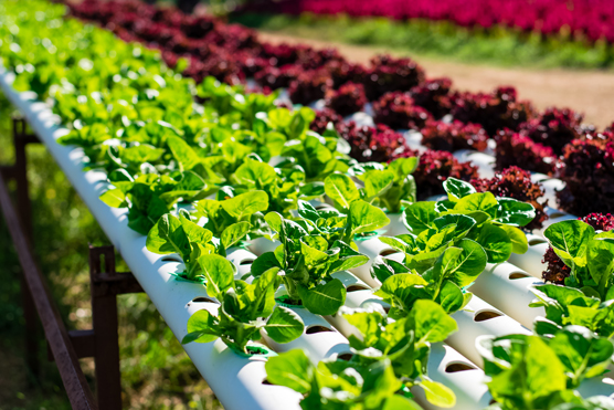 Consider hydroponic and aquaponic gardening.