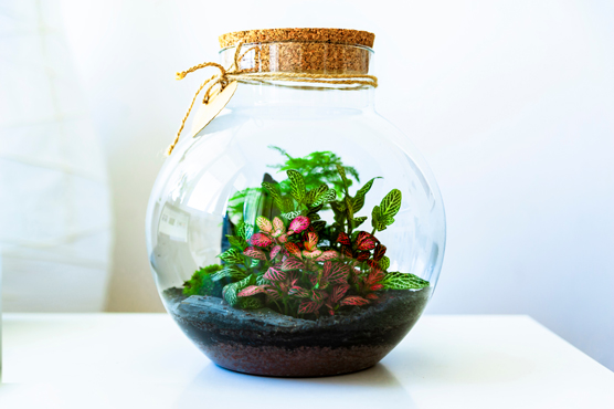 Grow a terrarium garden.