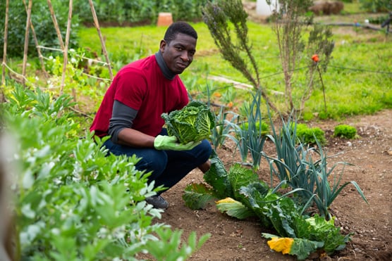 vegetable gardening